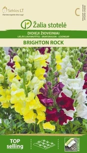 Didieji žioveniai Brighton Rock