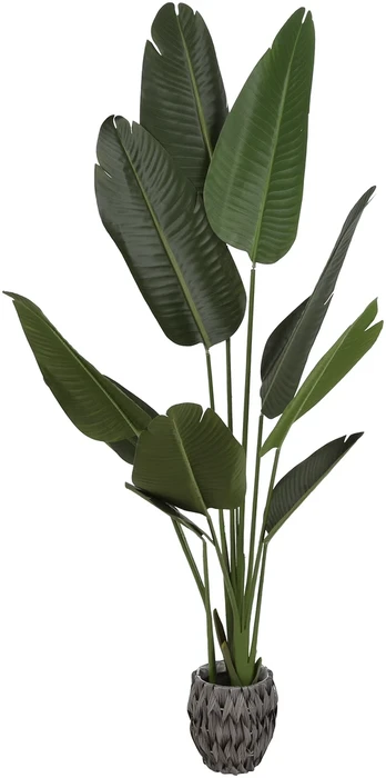 Dirbtinis augalas Strelicija, 160 cm