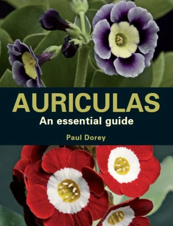 Auriculas, An Essential Guide