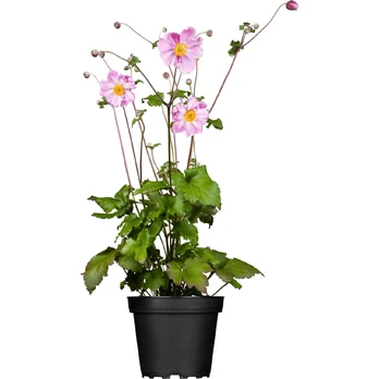 Lauko augalas plukė, Ø 19, 35 cm, lot. Anemone