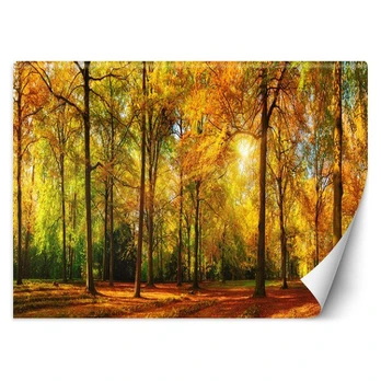 Fototapetai, Rudeninis miškas