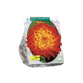 Jurginų svogūnėlis, lot. DAHLIA DECORATIEF PROYCON, 1 vnt