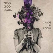 CD Goo Goo Dolls - Chaos In Bloom