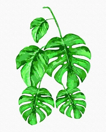 Tapybos pagal skaičius rinkinys Monstera