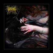 CD Lascar - Wildlife