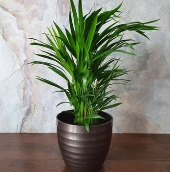 Chamaedorea elegans