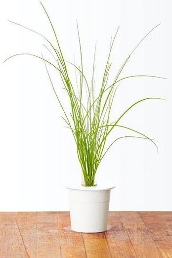 Click & Grow Smart Garden refill Chives 3pcs CHIVES-REFILL-3