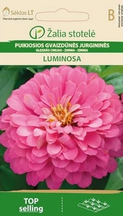 Gvaizdūnės puikiosios jurgininės Luminosa