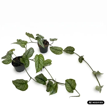 Augalas monstera Siltepecana, 25 cm, ø12 cm