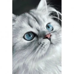 Deimantinis paveikslas Cat eyes 20*30 cm WD3003