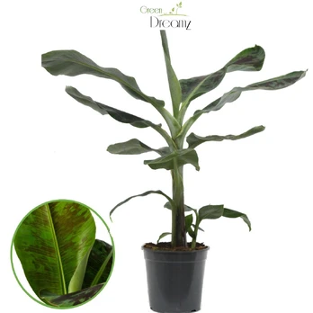 Vazoninis augalas bananmedis, Ø 24, 90 cm, lot. MUSA