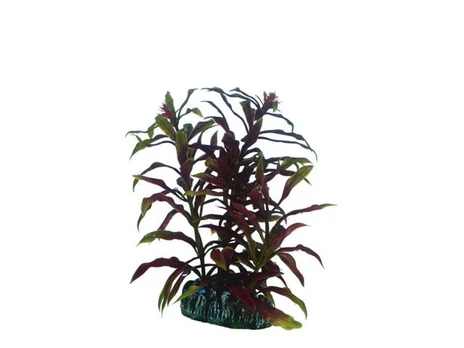 Usorteret Dohse Nesaea, 13 cm