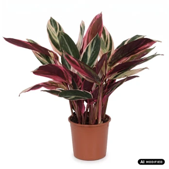 Augalas kalatėja Calathea Triostar, 45 cm, ø14 cm