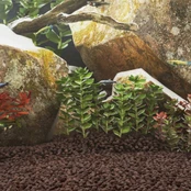 Vulkaninės uolienos, raudonos spalvos, 10kg, 5–8mm kaina