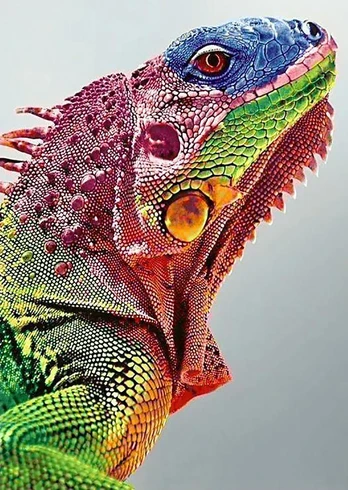 Deimantinis paveikslas Iguana WD065 27*38 cm