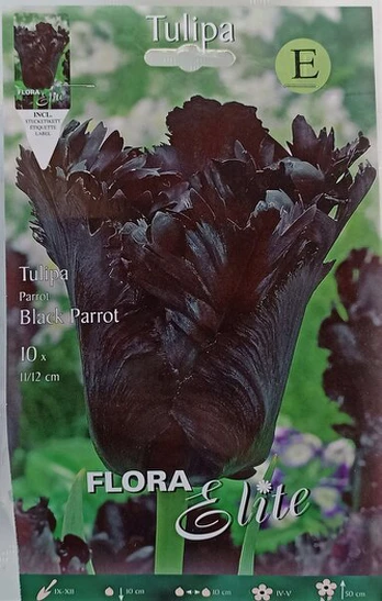 Tulpės Black Parrot, 7 vnt