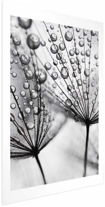 Artgeist Plakatas - Macro Dew