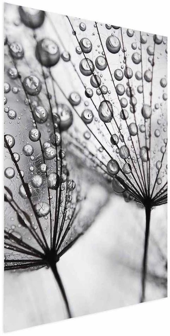 Artgeist Plakatas - Macro Dew