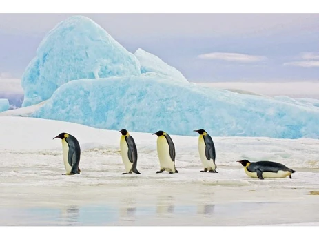 Signal Meble Paveikslas PENGUINS 120X80