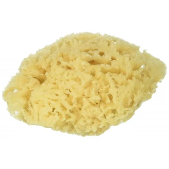 Natūrali jūros kempinėlė grubi 9-10cm dydžio