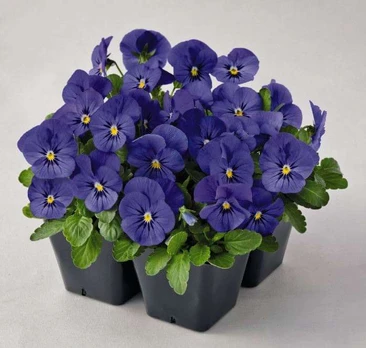 Lauko augalas našlaitė, Ø 9, 10 cm, lot. VIOLA