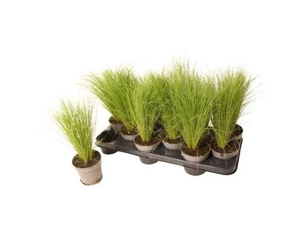 Žolinis augalas, ašuotė, vazonėlio skersmuo 12 cm.