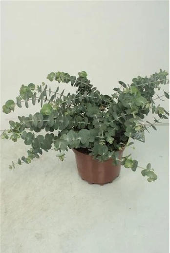 Kambarinis augalas, eukaliptas "Silver Dollar", vazonėlio skersmuo 14 cm.