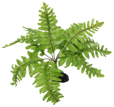 Terariumo dekoras : Repti Planet Nephrolepis papartis, 20 cm