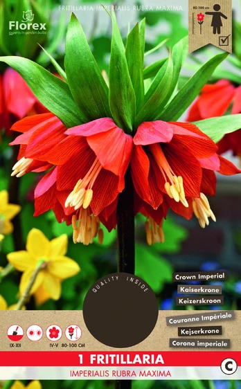 Margutės IMPERIALIS RUBRA MAXIMA 20/24 svogūnėlis, 1 vnt.