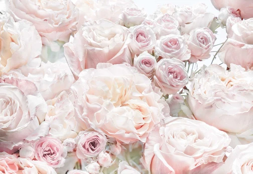 Fototapetas Komar Spring Roses 8-976, 368 cm x 254 cm