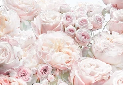 Fototapetas Komar Spring Roses 8-976, 368 cm x 254 cm kaina