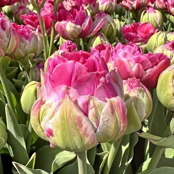 Pink Tulpė 'Wicked in Rožinė ', 50 vnt.