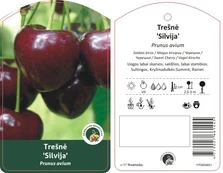 Vaismedis, trešnė koloninė "Silvija" kaina