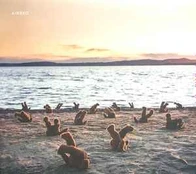 CD Airbag - A Day At The Beach