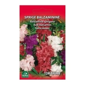 SPRIGĖ BALZAMINĖ TOM THUMB kaina