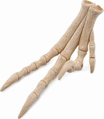 Figūrėlė Collecta REPLIKA KOŃCZYNY VELOCIRAPTORA - CollectA - 89285