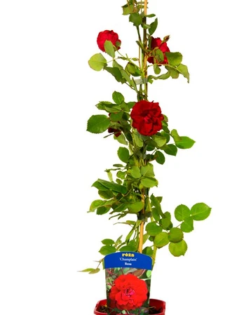 Daugiametė gėlė, rožė kanadinė, vazonas 2 l
