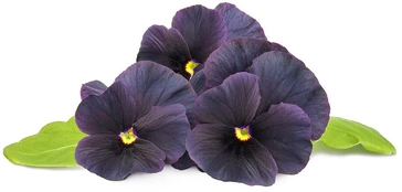Click & Grow Smart Garden refill Black pansy 3pcs | SGR61X3 kaina