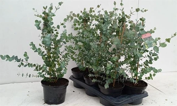 Dekoratyvinis krūmas, eukaliptas, vazono skersmuo 17 cm.
