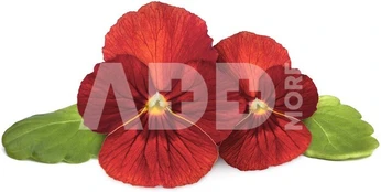 Click & Grow Smart Garden Refill Red Pansy 3pcs | SGR70X3 kaina