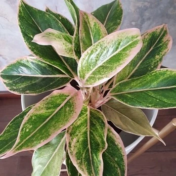 Aglaonema Pink Aurora