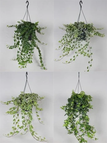 Vazoninis augalas gebenė, Ø 19, 50 cm, lot. HEDERA