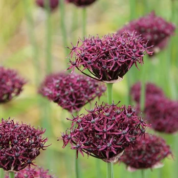 Česnakas atropurpureum - 20 vnt.