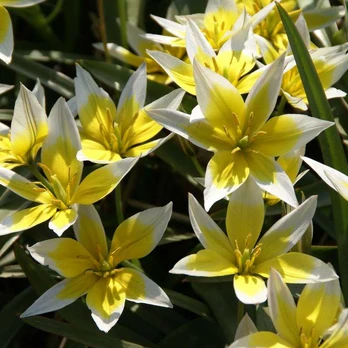 Botaninė tulpė Tarda - 10 vnt.