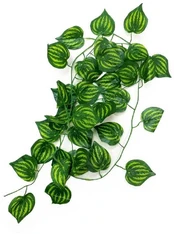 REP NOVA terariumo augalas 230cm kaina