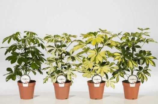 Vazoninis augalas šeflera, Ø 13, 35 cm, lot. SCHEFFLERA