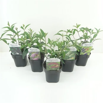 Lauko augalas budlėja, Ø 17, 25 - 35 cm, lot. BUDDLEJA DAVIDII