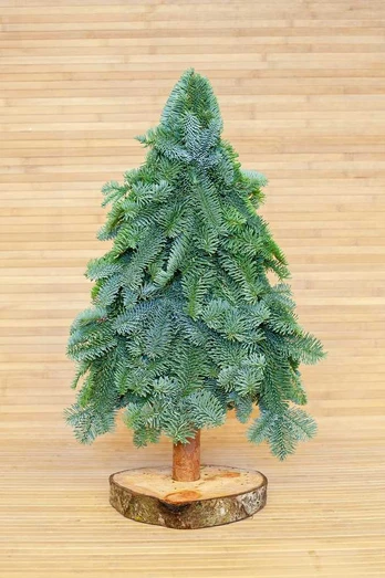 Evazonai Natūralaus kenio plokščia eglutė, 60cm