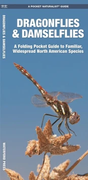 Dragonflies & Damselflies