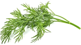 Sėklos Click and Grow Smart Garden Refill 3-pack - Dill kaina